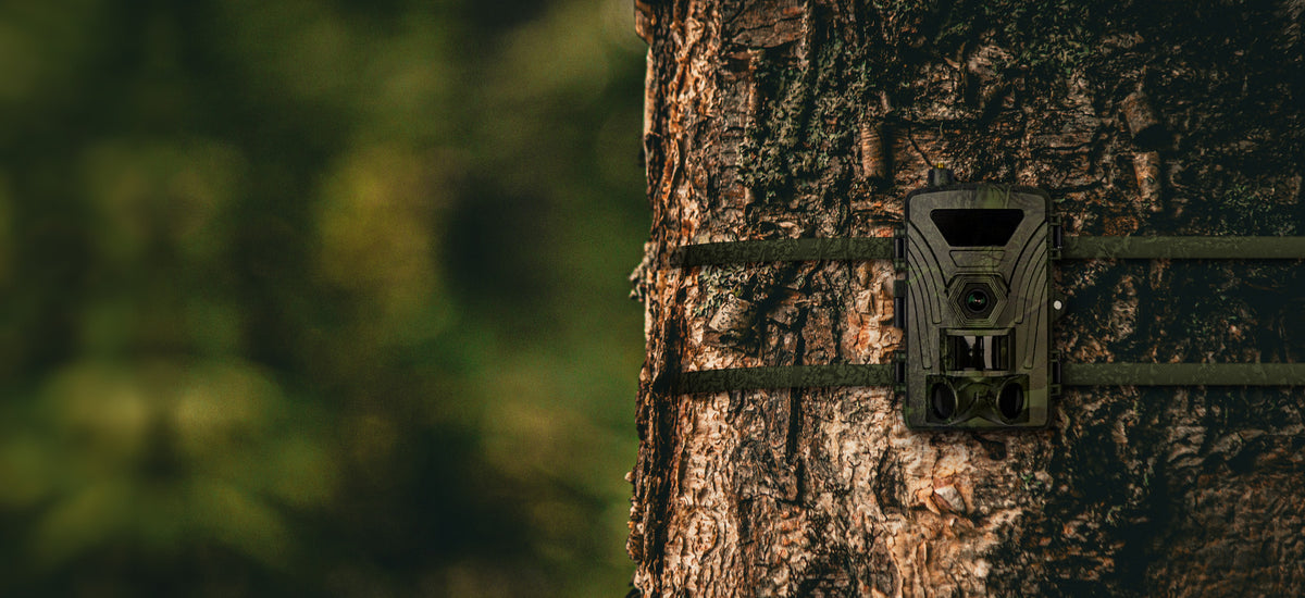 Caméra de chasse 4G LAYONE sanglée sur un tronc en forêt