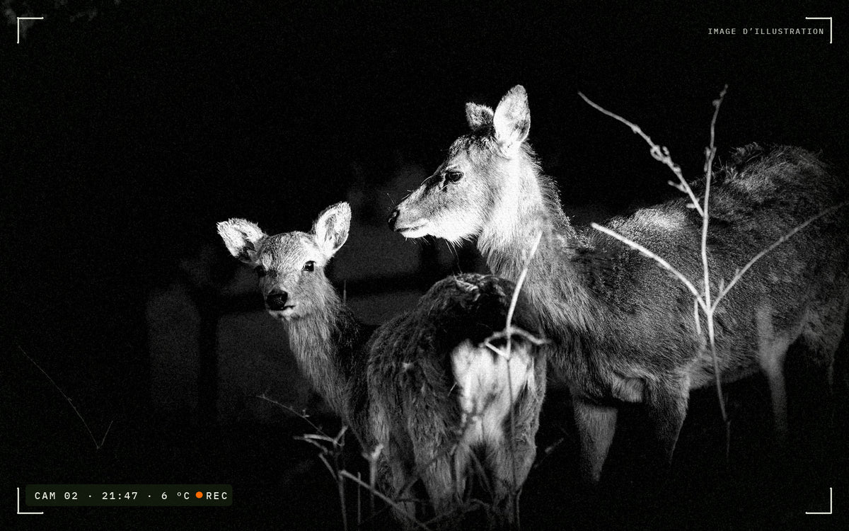 Deux biches de nuit en vision infrarouge noir et blanc (image d'illustration)
